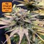 Jealousy Auto Feminized Marijuana Strain by Original Sensible Seeds For Sale Online at Cannabis Seeds Outlet