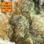 Jealousy Feminized by Original Sensible Seeds THC Content Potency Strength CBD Height Yield Flowering Time Indica Sativa Genetic