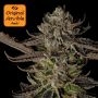 Jealousy Feminized Marijuana Strain by Original Sensible Seeds For Sale Online at Cannabis Seeds Outlet