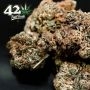 Fast Buds Apricot Auto Smoke Buds Weed Ganja Skunk Dope Pot Images Pics Nuggets