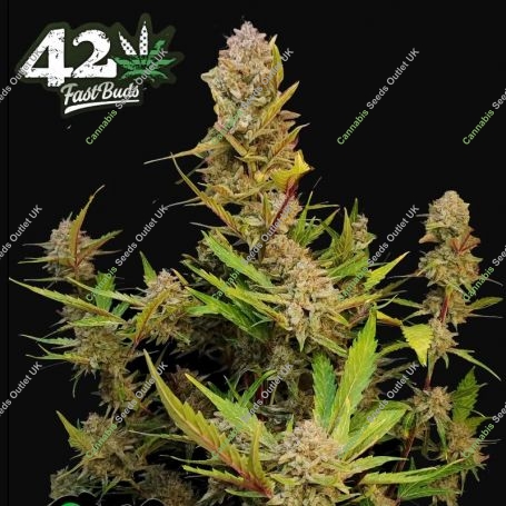 Apricot Auto Feminized Marijuana Strain by Fast Buds For Sale Online at Cannabis Seeds Outlet