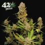 Apricot Auto Feminized Marijuana Strain by Fast Buds For Sale Online at Cannabis Seeds Outlet