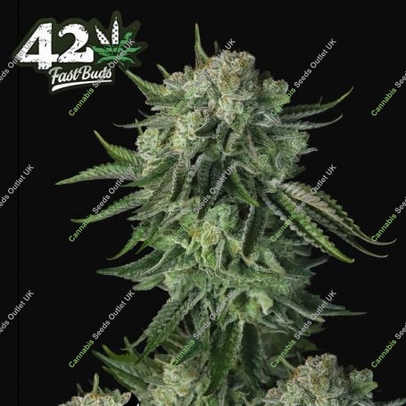 Moby Dick Auto Feminized Marijuana Strain by Fast Buds For Sale Online at Cannabis Seeds Outlet