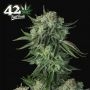 Moby Dick Auto Feminized Marijuana Strain by Fast Buds For Sale Online at Cannabis Seeds Outlet
