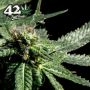 Moby Dick Auto Feminized by Fast Buds THC Content Potency Strength CBD Height Yield Flowering Time Indica Sativa Genetics