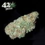 Fast Buds Moby Dick Auto Smoke Buds Weed Ganja Skunk Dope Pot Images Pics Nuggets