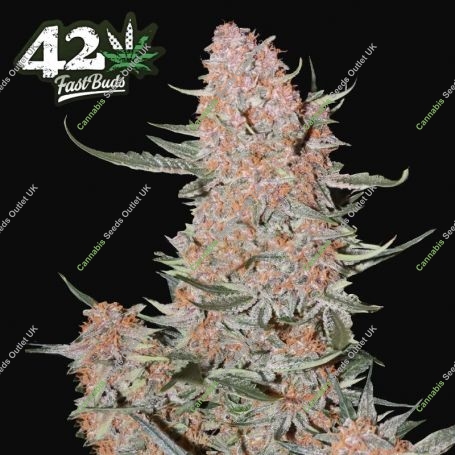 Ztrawberriez Auto Feminized Marijuana Strain by Fast Buds For Sale Online at Cannabis Seeds Outlet