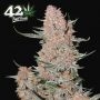 Ztrawberriez Auto Feminized Marijuana Strain by Fast Buds For Sale Online at Cannabis Seeds Outlet