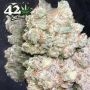 Fast Buds Ztrawberriez Auto Smoke Buds Weed Ganja Skunk Dope Pot Images Pics Nuggets
