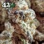 Ztrawberriez Auto Feminized by Fast Buds THC Content Potency Strength CBD Height Yield Flowering Time Indica Sativa Genetics