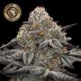 Original Oreoz Feminized Marijuana Strain by Growers Choice For Sale Online at Cannabis Seeds Outlet