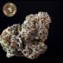 Growers Choice Original Oreoz Smoke Buds Weed Ganja Skunk Dope Pot Images Pics Nuggets