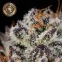 Original Oreoz Feminized by Growers Choice THC Content Potency Strength CBD Height Yield Flowering Time Indica Sativa Genetics