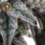 Cherry Mac Muffin Feminized by Growers Choice THC Content Potency Strength CBD Height Yield Flowering Time Indica Sativa Genetic
