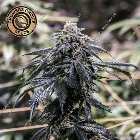 Cherry Mac Muffin Feminized Marijuana Strain by Growers Choice For Sale Online at Cannabis Seeds Outlet