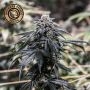 Cherry Mac Muffin Feminized Marijuana Strain by Growers Choice For Sale Online at Cannabis Seeds Outlet
