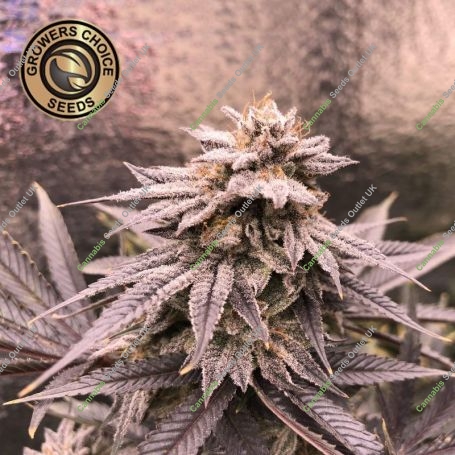King Louis Garcia Feminized Marijuana Strain by Growers Choice For Sale Online at Cannabis Seeds Outlet