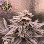 King Louis Garcia Feminized Marijuana Strain by Growers Choice For Sale Online at Cannabis Seeds Outlet