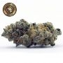 Growers Choice Apple Fritter Auto Smoke Buds Weed Ganja Skunk Dope Pot Images Pics Nuggets