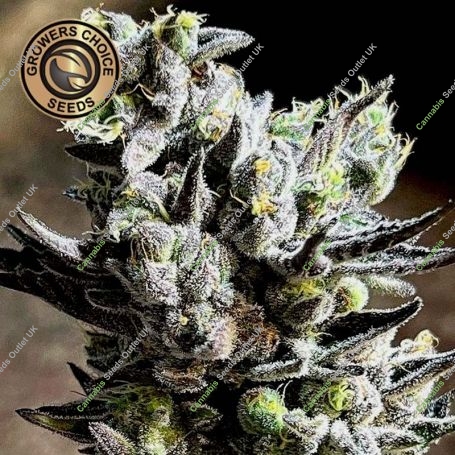 Apple Fritter Auto Feminized Marijuana Strain by Growers Choice For Sale Online at Cannabis Seeds Outlet