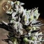 Apple Fritter Auto Feminized Marijuana Strain by Growers Choice For Sale Online at Cannabis Seeds Outlet