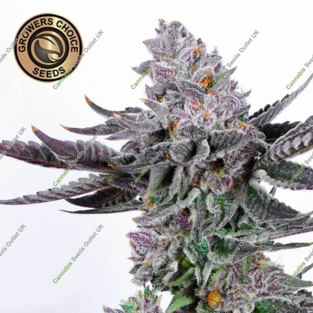 Cherry Zoap Auto Feminized Marijuana Strain by Growers Choice For Sale Online at Cannabis Seeds Outlet