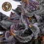 Cherry Zoap Auto Feminized by Growers Choice THC Content Potency Strength CBD Height Yield Flowering Time Indica Sativa Genetics