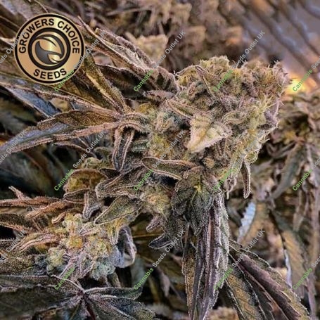 Mac 1 Auto Feminized Marijuana Strain by Growers Choice For Sale Online at Cannabis Seeds Outlet