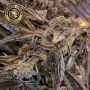 Mac 1 Auto Feminized Marijuana Strain by Growers Choice For Sale Online at Cannabis Seeds Outlet