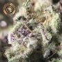 Mac 1 Auto Feminized by Growers Choice THC Content Potency Strength CBD Height Yield Flowering Time Indica Sativa Genetics