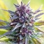 Grand Daddy Purple Feminized Marijuana Strain by OO Seeds For Sale Online at Cannabis Seeds Outlet