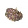OO Seeds Grand Daddy Purple Smoke Buds Weed Ganja Skunk Dope Pot Images Pics Nuggets