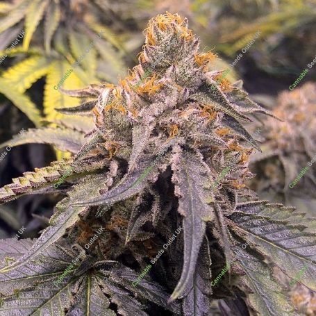 Bubbas Gift Feminized Marijuana Strain by OO Seeds For Sale Online at Cannabis Seeds Outlet