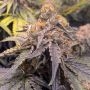 Bubbas Gift Feminized Marijuana Strain by OO Seeds For Sale Online at Cannabis Seeds Outlet