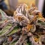 Bubbas Gift Feminized by OO Seeds THC Content Potency Strength CBD Height Yield Flowering Time Indica Sativa Genetics