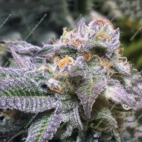Mimosa Feminized Marijuana Strain by OO Seeds For Sale Online at Cannabis Seeds Outlet