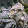 Mimosa Feminized Marijuana Strain by OO Seeds For Sale Online at Cannabis Seeds Outlet