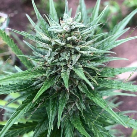 Mimosa Auto Feminized Marijuana Strain by OO Seeds For Sale Online at Cannabis Seeds Outlet