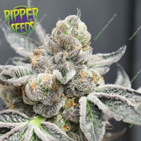 Break Pad Breath Feminized Marijuana Strain by Ripper Seeds For Sale Online at Cannabis Seeds Outlet