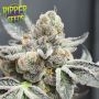 Break Pad Breath Feminized Marijuana Strain by Ripper Seeds For Sale Online at Cannabis Seeds Outlet