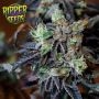 Break Pad Breath Feminized by Ripper Seeds THC Content Potency Strength CBD Height Yield Flowering Time Indica Sativa Genetics