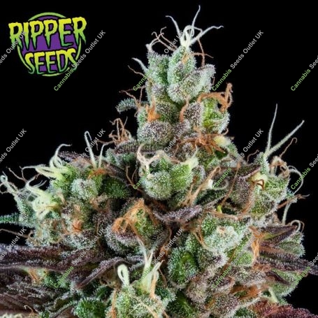 Sour Ripper Auto Feminized Marijuana Strain by Ripper Seeds For Sale Online at Cannabis Seeds Outlet