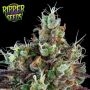 Sour Ripper Auto Feminized Marijuana Strain by Ripper Seeds For Sale Online at Cannabis Seeds Outlet