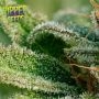Ripper Seeds Sour Ripper Auto Smoke Buds Weed Ganja Skunk Dope Pot Images Pics Nuggets