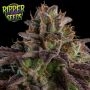 KMintZ Auto Feminized Marijuana Strain by Ripper Seeds For Sale Online at Cannabis Seeds Outlet