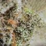 Radical Juice Auto Feminized by Ripper Seeds THC Content Potency Strength CBD Height Yield Flowering Time Indica Sativa Genetics