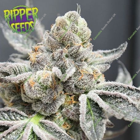 Radical Juice Auto Feminized Marijuana Strain by Ripper Seeds For Sale Online at Cannabis Seeds Outlet