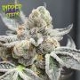Radical Juice Auto Feminized Marijuana Strain by Ripper Seeds For Sale Online at Cannabis Seeds Outlet