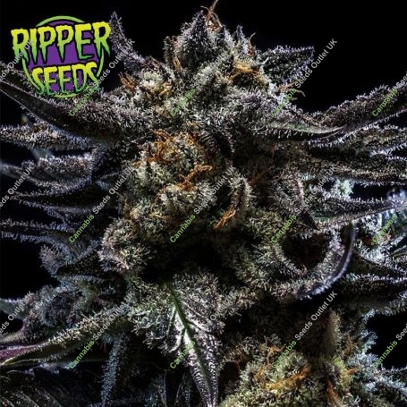 Zombie Kush Auto Feminized Marijuana Strain by Ripper Seeds For Sale Online at Cannabis Seeds Outlet