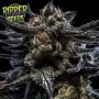 Zombie Kush Auto Feminized Marijuana Strain by Ripper Seeds For Sale Online at Cannabis Seeds Outlet